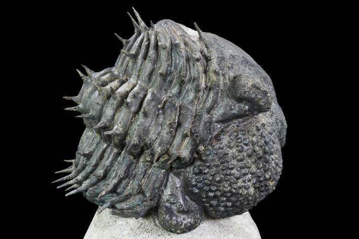 Bargain, Spiny, Enrolled Drotops Armatus Trilobite - long #105436